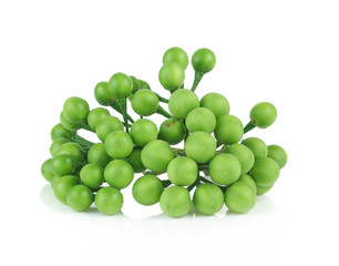 Solanum torvum on white background