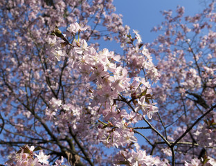A bush with pink flowers against a blue sky