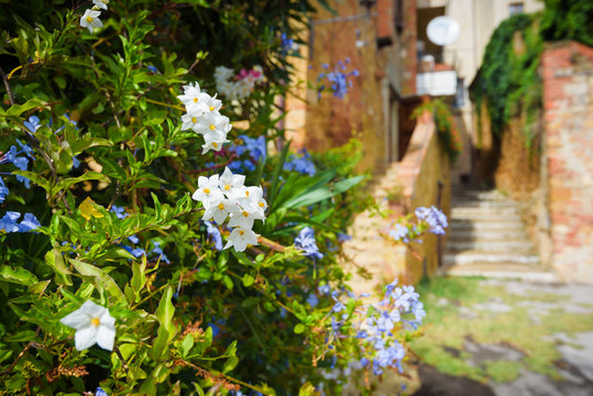 Fototapeta Beautiful blue and white flowers in a Tuscan alley.