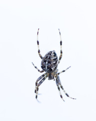Spider on the web, close up