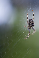 Spider on the web