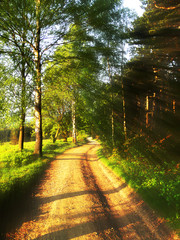 Wunderschöner Weg durch einen Wald