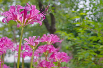 リコリス：ジャクソニアナ