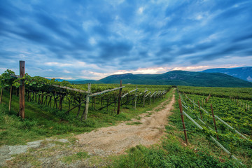 Fototapeta na wymiar grape vine plants at dawn in south tyrol