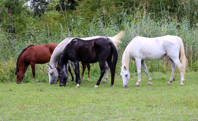 Purebred arabian horses grazing on pasture summertime