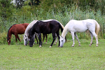 Naklejka na ściany i meble Beautiful purebred arabian horses grazing on pasture summertime