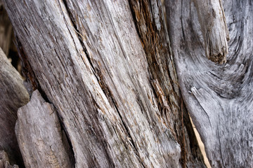 Detail of tree trunks cast ashore