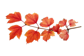  autumn leaves
