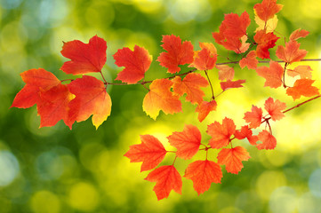 autumn leaves background