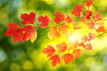 autumn leaves background
