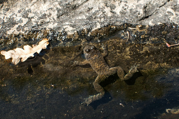 Small frog in the water of rock puddle closeup