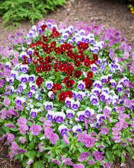 Fototapeta premium Beautiful violet flowers