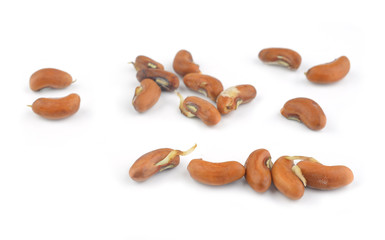 The seed planted bean  on White Background