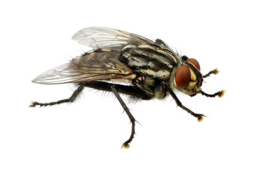 fly on a white
