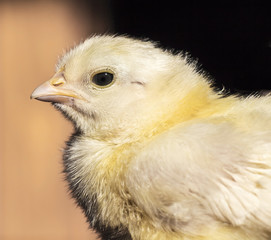 small chicken