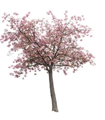 Gartenposter Kirschblüte Isolierter Kirschblütenbaum