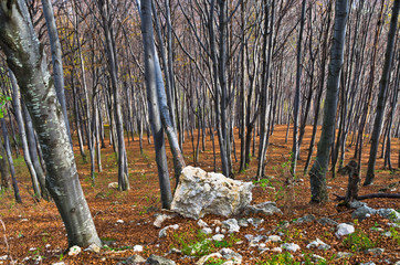 Steep terrain in dense forest with few rocks at Homolje mountain