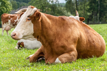 Resting brown milk cow