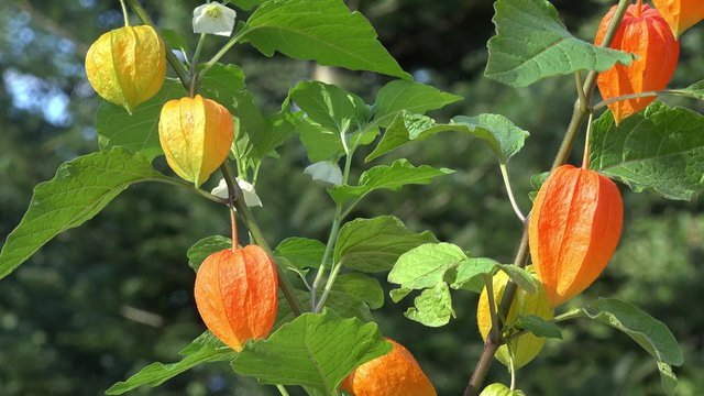 ground cherry in the nature