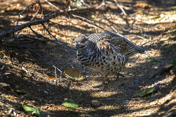 hazel grouse