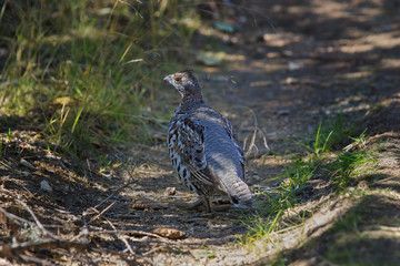 hazel-hen