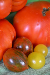verschiedene Tomatensorten