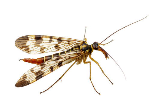 Mosquito