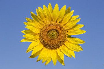 Obraz premium Sunflower on the blue background