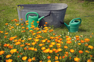 Calendula growing in front of two watering cans and tub
