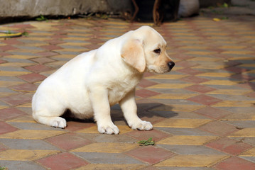 a yellow happy labrador puppy in garden