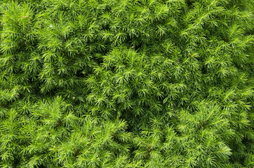 Fir tree needles background