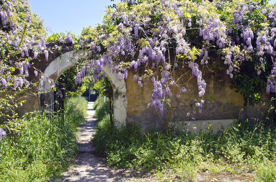 Old wisteria flowering on old wall in Rhodes island