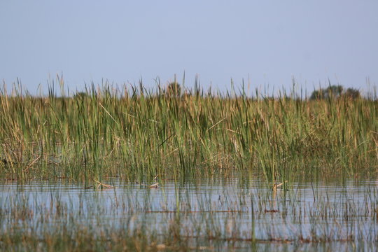 sawgrass in the Everglades
