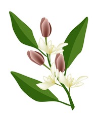 Wine Magnolia Flower or Magnolia Figo Flower