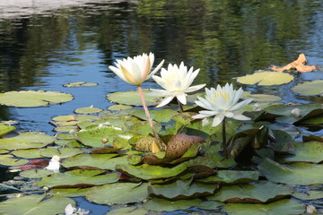 Water Lily