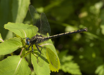 Horned Clubtail