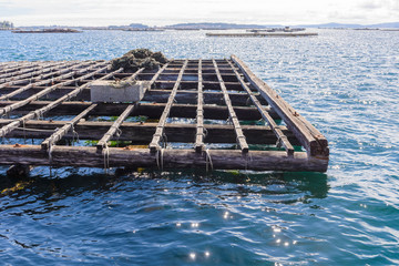wooden pontoon for growing mussels