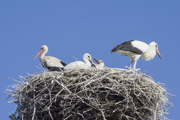 The Stork in front of a clear blue sky