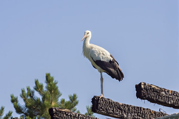 The Stork in front of a clear blue sky