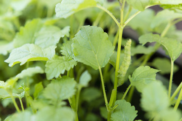 Greenery masking caterpillar on a plant stem herb lemon balm