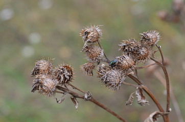 the dried-up plants in the autumn wood park