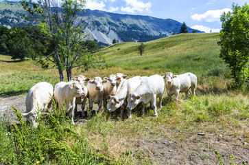 Fototapeta na wymiar grazing cows in the french alps