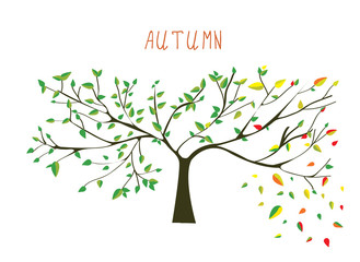 Autumn is coning tree - 91420277