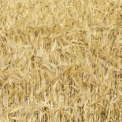 spikelets of wheat in a field