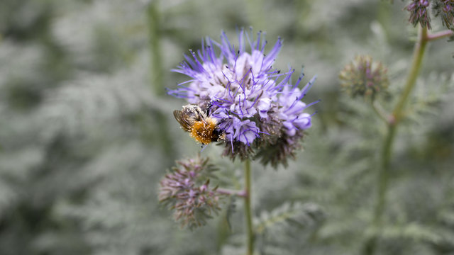 Hummel mit Bl&uuml;tenstaub auf Facelia