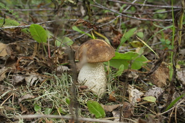 подберезовик