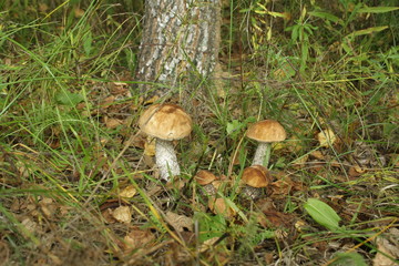 подберезовики в листве