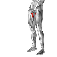Conceptual 3D human front upper leg muscle anatomy