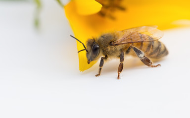 Worker honeybee with yellow flower resting on white base