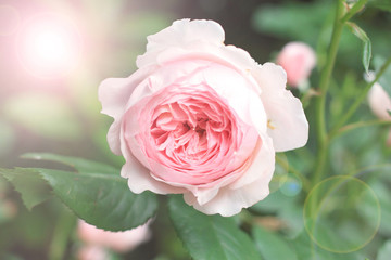 Abstract blur and soft pink rose in a garden